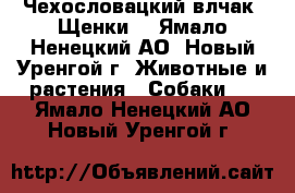 Чехословацкий влчак. Щенки. - Ямало-Ненецкий АО, Новый Уренгой г. Животные и растения » Собаки   . Ямало-Ненецкий АО,Новый Уренгой г.